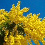 Mimosa met Internationale Vrouwendag in Italië