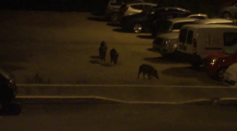 wilde zwijnen in rome