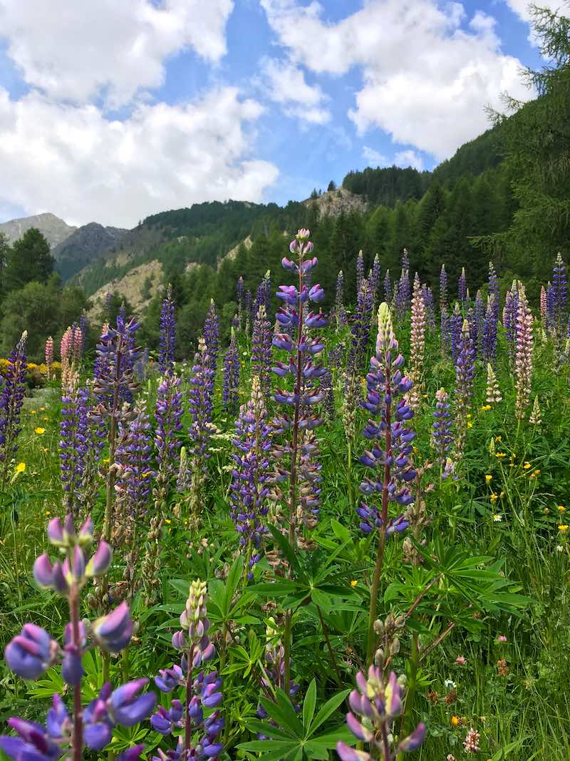In Valle d'Aosta kun je duizenden bloemensoorten bewonderen