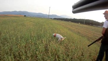 dof geplof zwijnenjacht italie