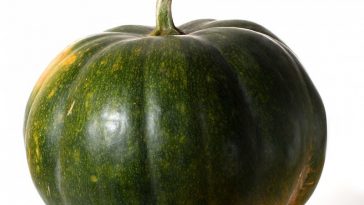 italiaans recept - herfstpasta met groene pompoen