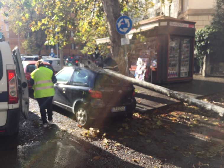 Vallende bomen door gebrek aan onderhoud in Rome