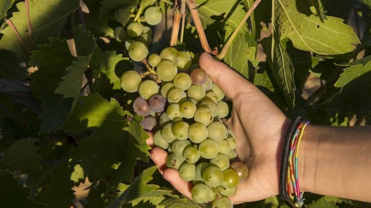 Vendemmia 2018 - een grote wijnoogst in Italië