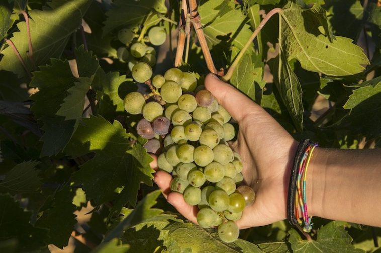 Vendemmia 2018 - een grote wijnoogst in Italië
