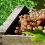 vendemmia