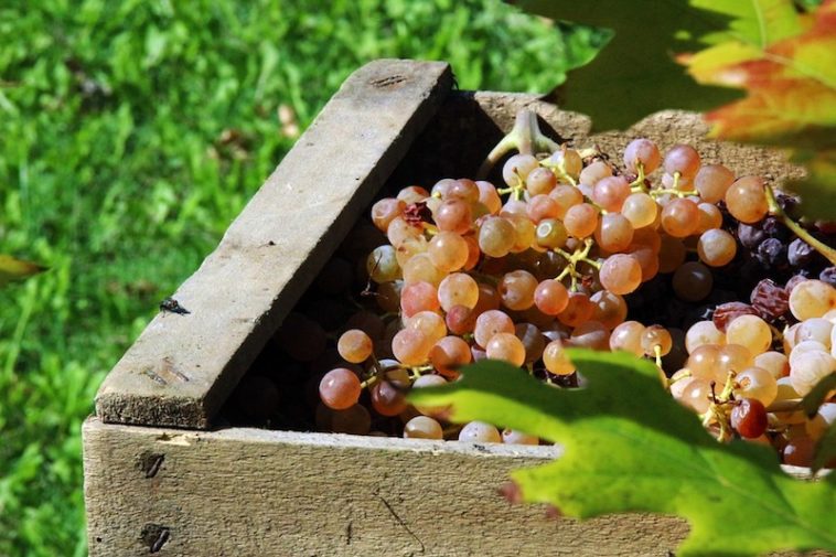 vendemmia