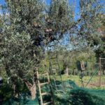 olijvenoogst
