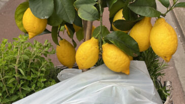 Terug in Groningen met een beetje Puglia in de fietsmand