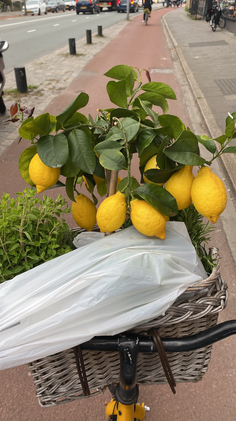 Terug in Groningen met een beetje Puglia in de fietsmand