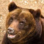 Bruine beren leven in Italië in onder andere de Abruzzen en Trentino