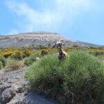hoe Italiaanse geiten natuurrampen aanvoelen