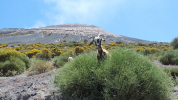 hoe Italiaanse geiten natuurrampen aanvoelen