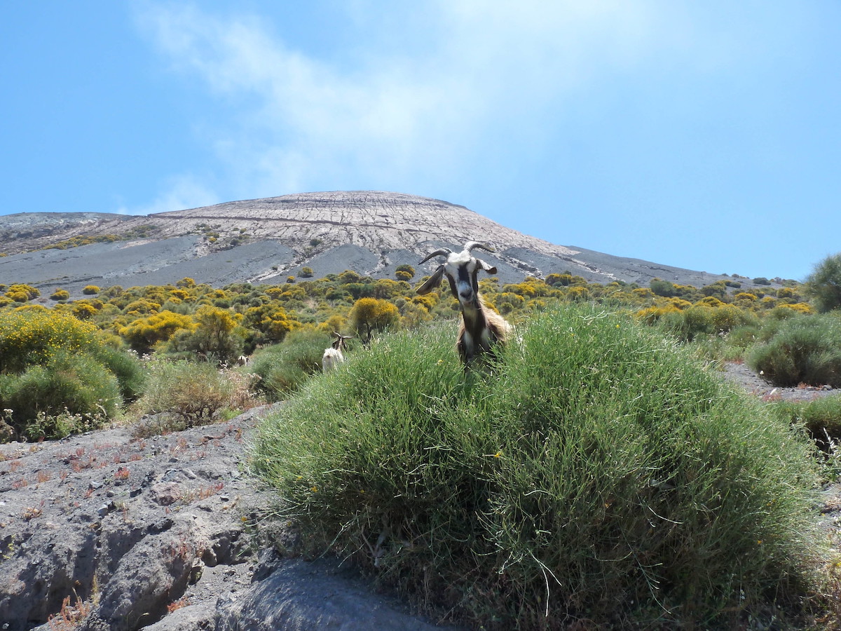 hoe Italiaanse geiten natuurrampen aanvoelen