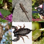 Deze 'Italiaanse' beestjes kom je tijdens je volgende vakantie in Italië tegen