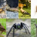 Ook deze 'Italiaanse' beestjes kom je tijdens je volgende vakantie in Italië tegen