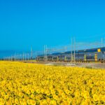 De regionale trein tussen Florence en Pisa in een zee van zonnebloemen