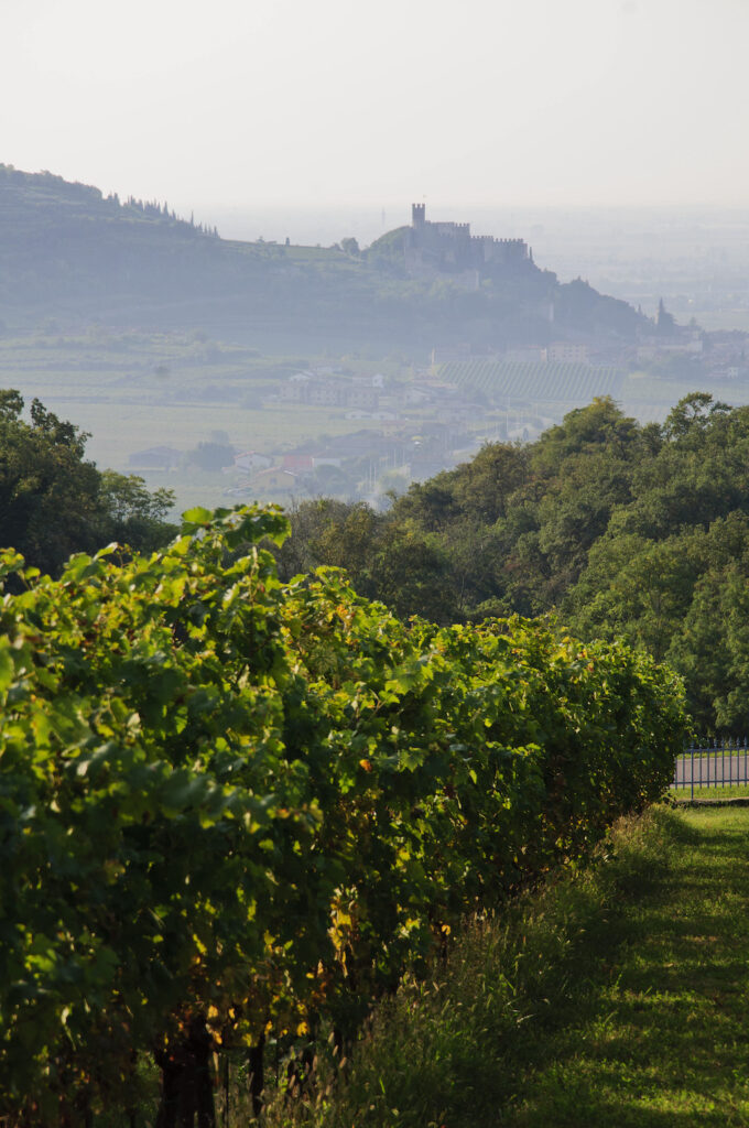 Vanuit de wijngaard bij Balestri Valda zicht op Castello di Soave