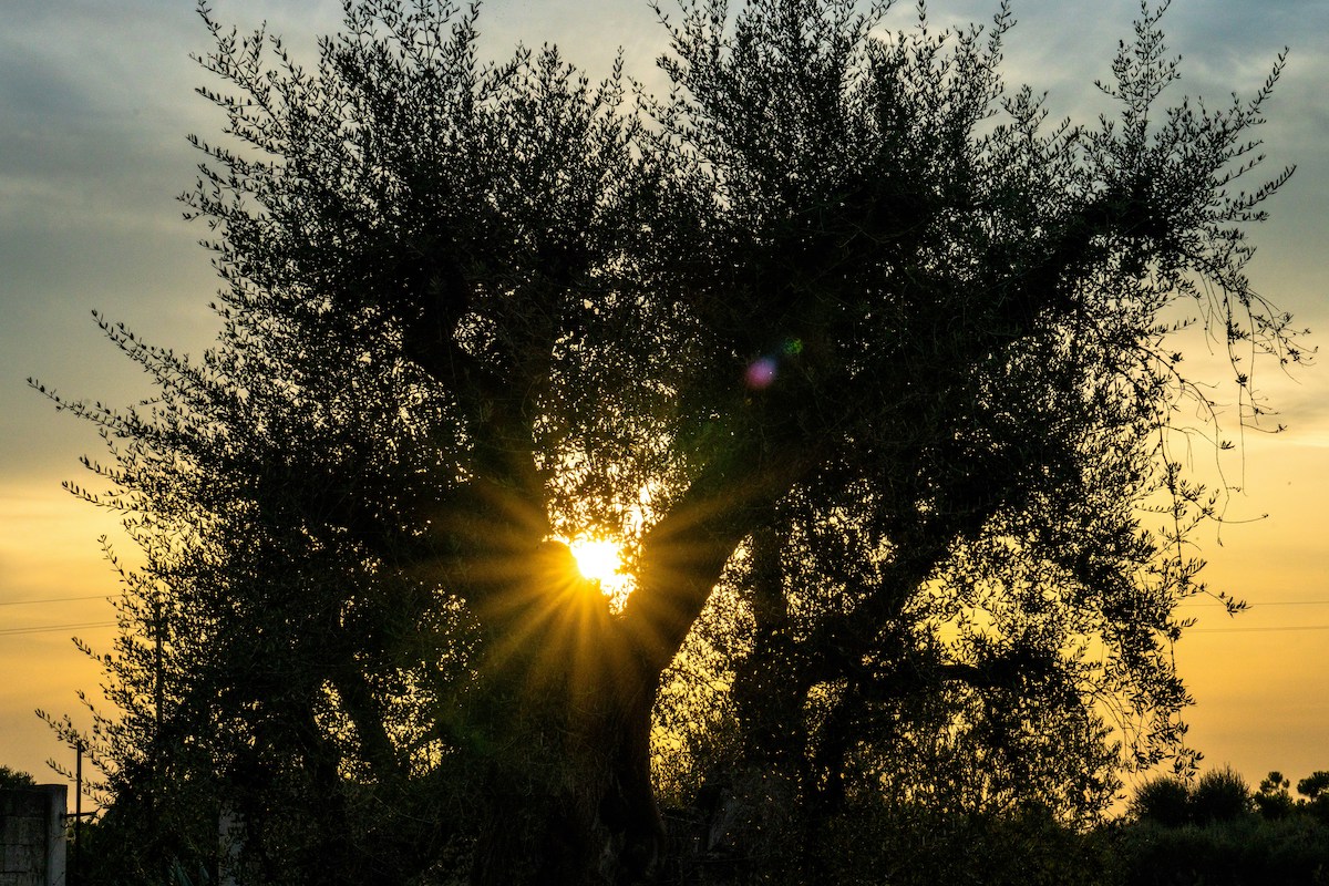 Olijfolie is zo duur geworden, dat het overvallen van olijfolietransport aantrekkelijk is geworden voor criminelen