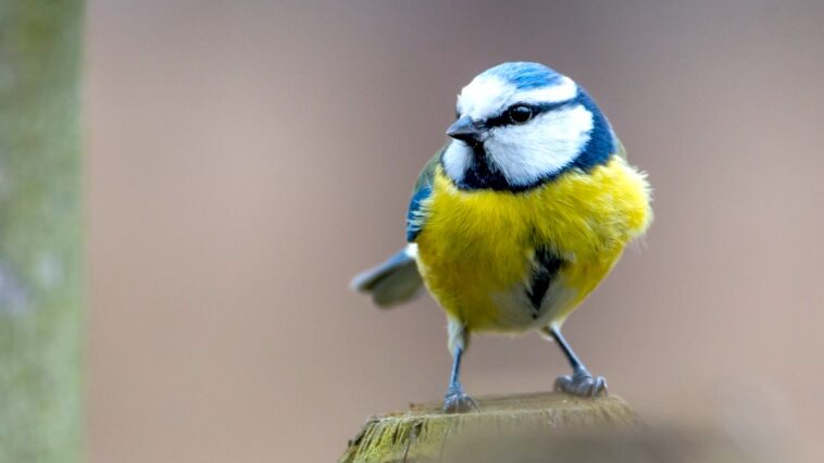 Een koolmeesje, cinciallegra, in het Italiaans