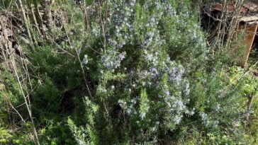 De rozemarijn in onze tuin bloeit