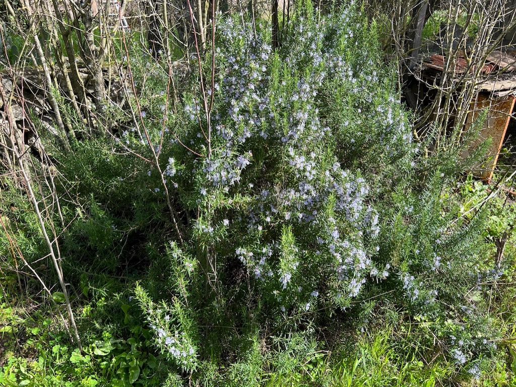 De rozemarijn in onze tuin bloeit