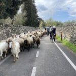 Een kudde geiten tijdens de fietstocht in Salento