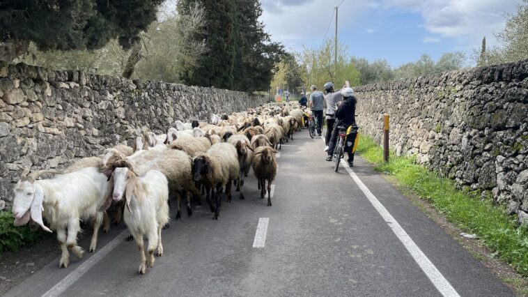 Een kudde geiten tijdens de fietstocht in Salento