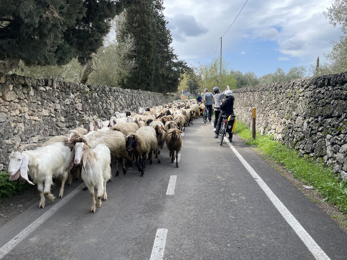 Een kudde geiten tijdens de fietstocht in Salento