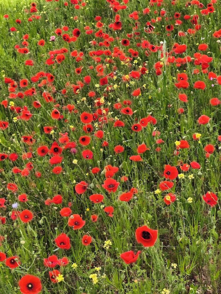 klaprozen in Zuid-Italië