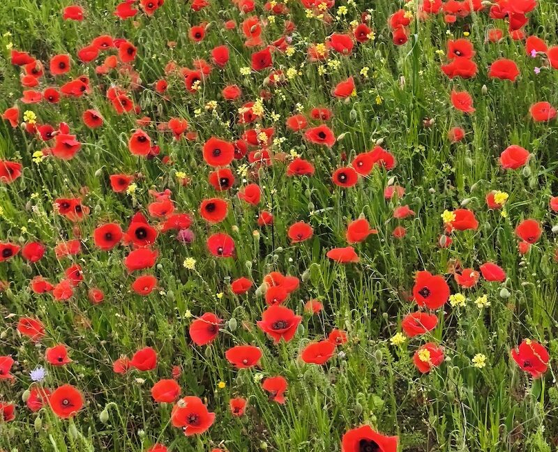 klaprozen in Zuid-Italië
